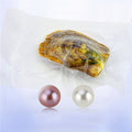 Edison Oyster